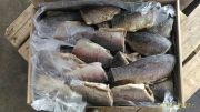 Продажа свежезамороженной речной рыбы и филе