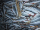 Крымская рыба и морепродукты оптом от производителя в Керчи