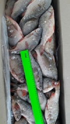 Речная рыба из Астрахани