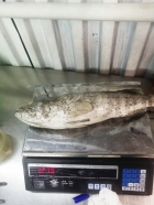 Рыба Групер пятнистый 1-2 кг