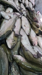 Продажа всех видов рыбы и креветок: